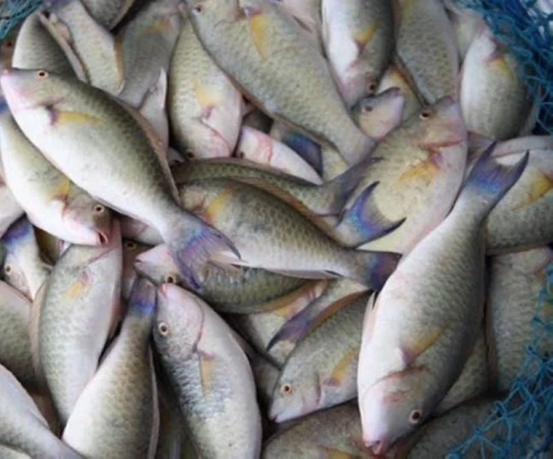 "البيئة" تحظر صيد أسماك الناجل والطرادي على البحر الأحمر