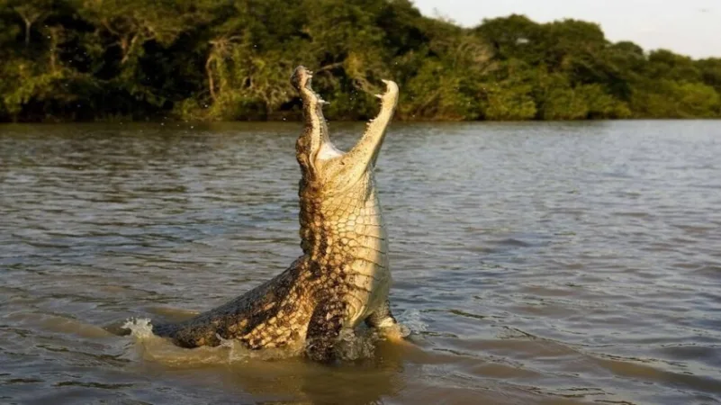 تمساح إفريقي يصطاد «مسيَّرة» في الهواء