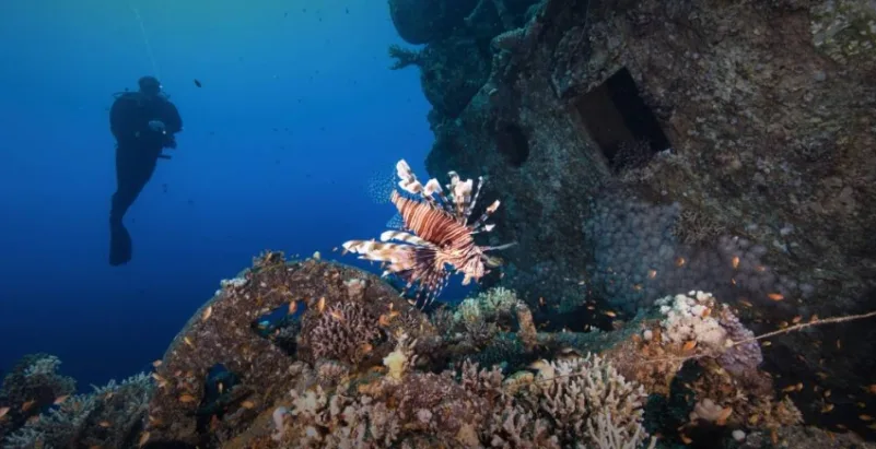 "كاوست" و"نيوم" تكشفان عن أكبر مشروع لإحياء الشعاب المرجانية في العالم