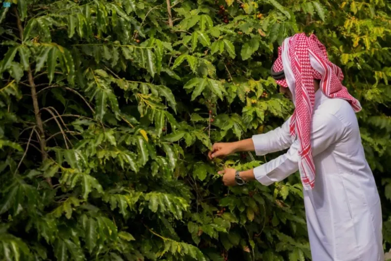 «البُن الشدوي».. مذاق القهوة السعودية بنكهة الطبيعة 2 2322689