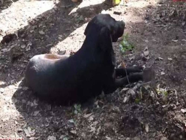 شاهد.. كلب يرابط عند قبر صديقه الطفل ريان