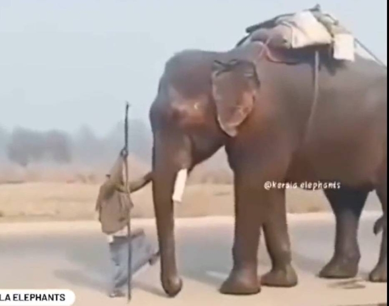 شاهد.. كاهن هندي يستخدم "خرطوم الفيل" كسلم للصعود عليه وامتطائه بطريقة مثيرة