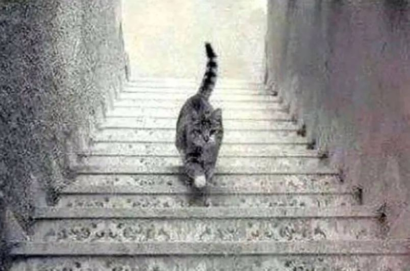 "إحداهما نظرة متفائلة والأخرى متشائمة".. هل تصعد هذه القطة الدرج أم تنزل منه؟