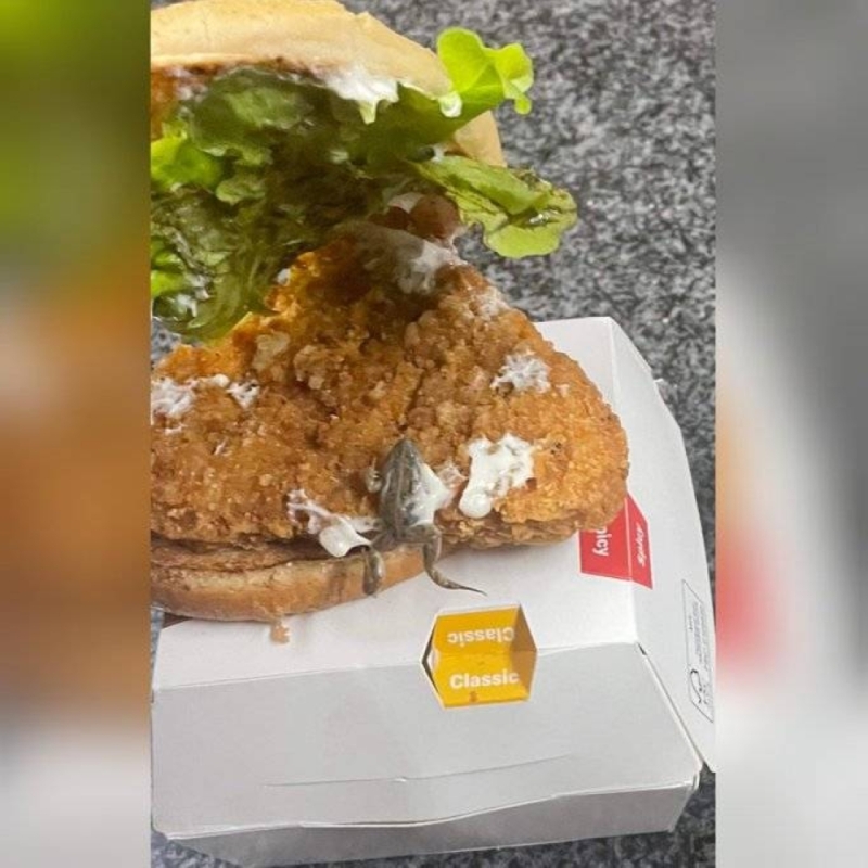 شاهد: زبون يتفاجأ بـ "ضفدع" داخل وجبة "برجر" في أحد مطاعم"ماكدونالدز"
