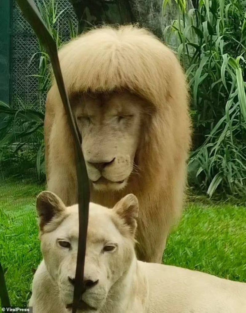 شاهد: تسريحة شعر "أسد" تجذب الزوار في حديقة حيوان