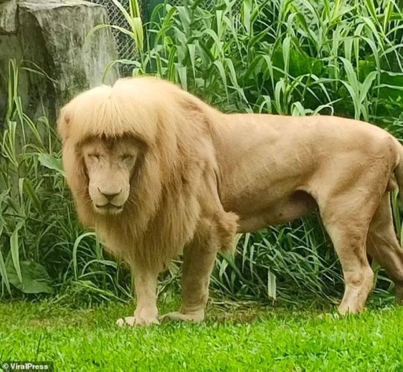 شاهد: تسريحة شعر "أسد" تجذب الزوار في حديقة حيوان
