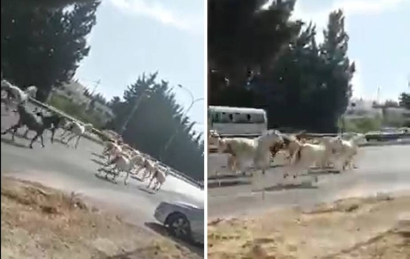 شاهد .. هروب خيول إلى الطريق العام بعد اندلاع حريق ضخم قرب الاسطبلات الملكية بالأردن