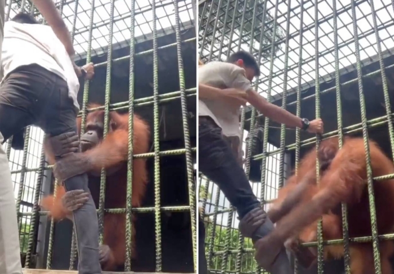 شاهد .. ردة فعل غوريلا استفزها شاب في حديقة حيوان بإندونيسيا