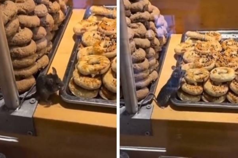 شاهد.. فأر يأكل من كعكات داخل متجر شهير في إسطنبول يجتاح مواقع التواصل 
