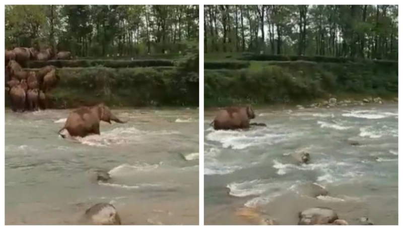 شاهد .. ردة فعل أنثى فيل بعدما جرفت المياه صغيرها أثناء عبورهما النهر!