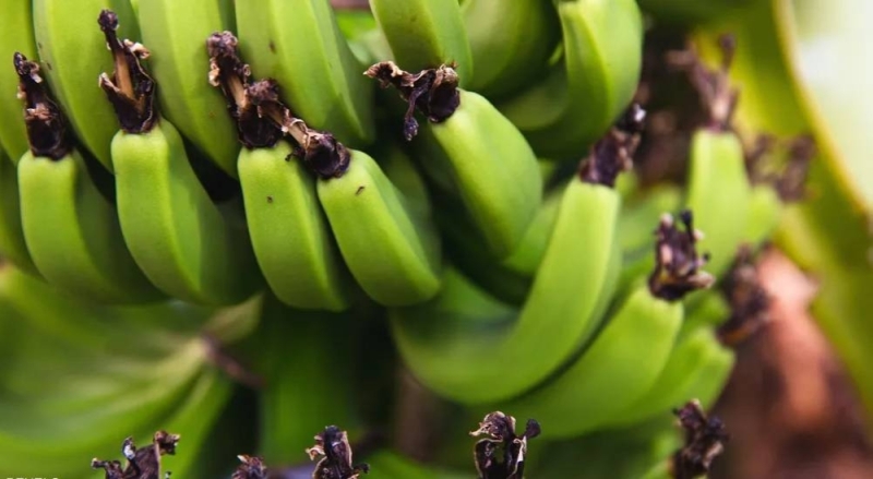 تناول ثمرة واحدة من الموز يوميا يساعد في الوقاية من السرطان .. بشرط واحد!