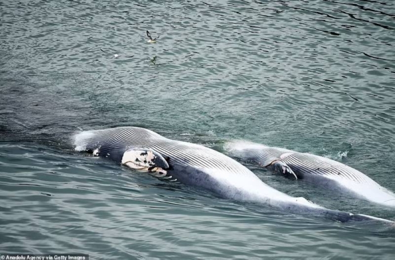 شاهد: صور صادمة لصيد ثاني أكبر أنواع الحيتان على وجه الأرض في آيسلندا.. والكشف عن مصير لحومها بعد سلخها
