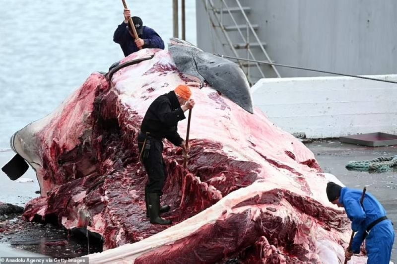 شاهد: صور صادمة لصيد ثاني أكبر أنواع الحيتان على وجه الأرض في آيسلندا.. والكشف عن مصير لحومها بعد سلخها