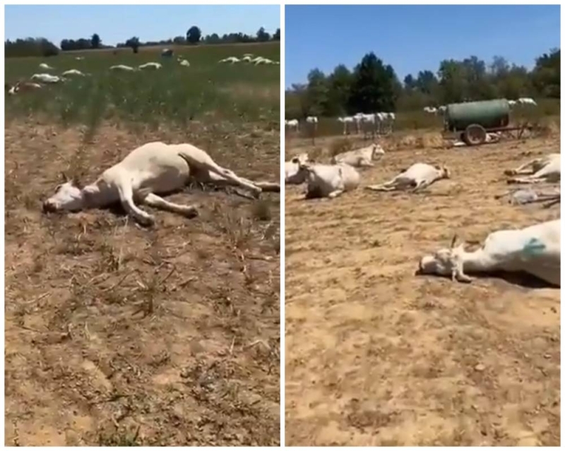 شاهد.. فيديو صادم لنفوق مئات الأبقار في إيطاليا بسبب موجة الحر والجفاف