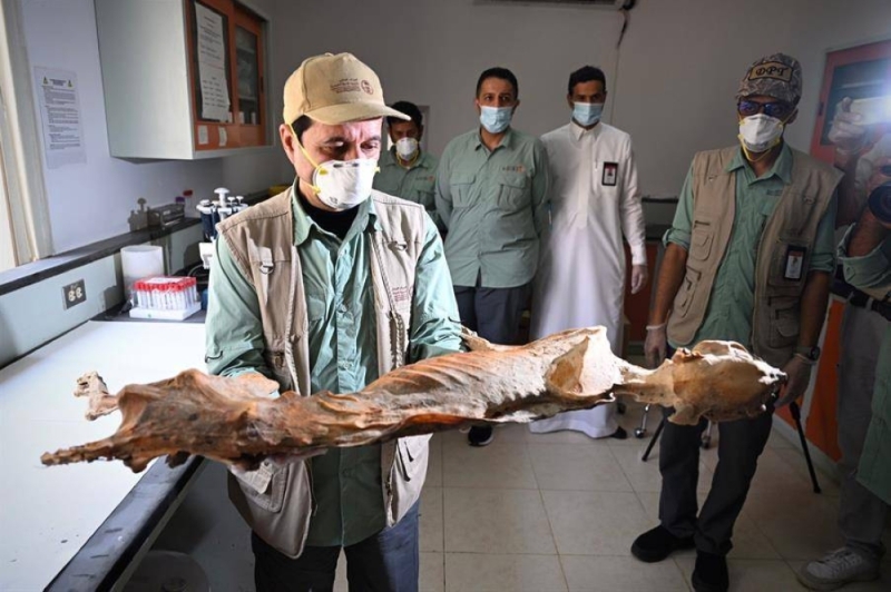 ‏شاهد: العثور على 17 جثة لحيوان الفهد المنقرض  منذ 50 سنة محفوظة في أحد الكهوف شمال المملكة