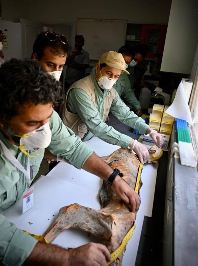 ‏شاهد: العثور على 17 جثة لحيوان الفهد المنقرض  منذ 50 سنة محفوظة في أحد الكهوف شمال المملكة