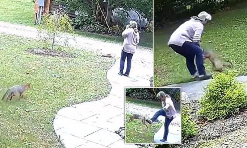 بالفيديو|| ثعلب مسعور يهاجم سيدة أمريكية بوحشية داخل حديقة منزلها بنيويورك