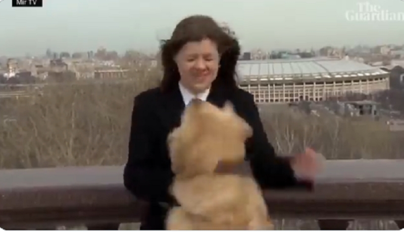 شاهد.. كلب يفاجئ مراسلة تلفزيونية ويخطف المايك من يدها أثناء بث مباشر