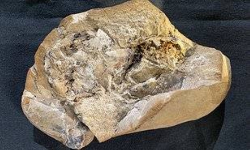 شاهد: العثور على أقدم قلب في العالم  قبل 380 مليون سنة. .. ومفاجأة بشأن حالته عند الفحص