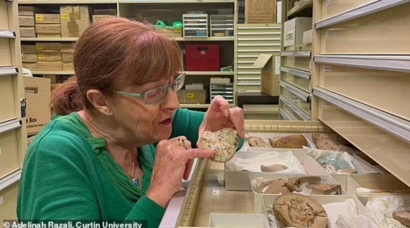 شاهد: العثور على أقدم قلب في العالم  قبل 380 مليون سنة. .. ومفاجأة بشأن حالته عند الفحص