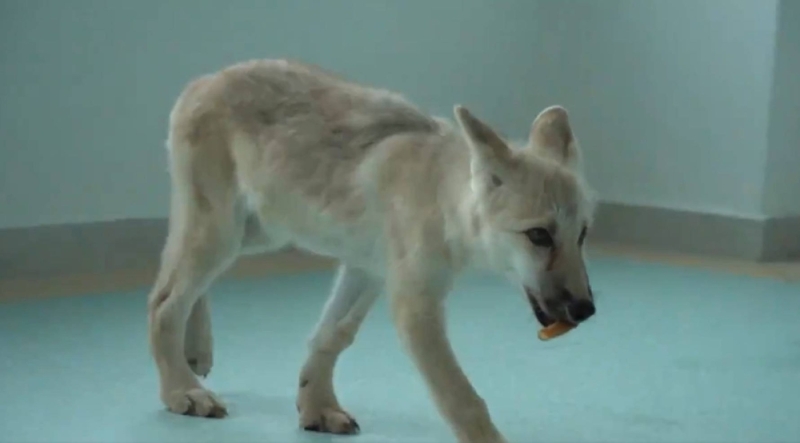 لأول مرة في العالم .. شاهد : استنساخ ذئب من كلب في الصين