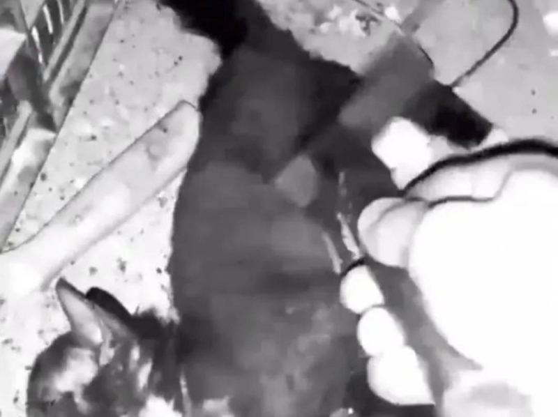 شاهد: فيديو صادم لشخص يعذب قططا ويقتلهم بطريقة بشعة