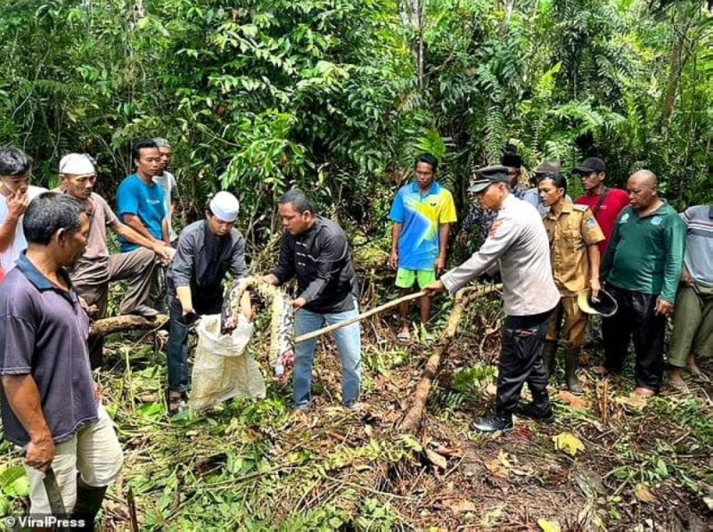 شاهد: العثور على ثعبان ضخم منتفخ في غابة بإندونيسيا .. وعند شقه نصفين كانت المفاجأة!