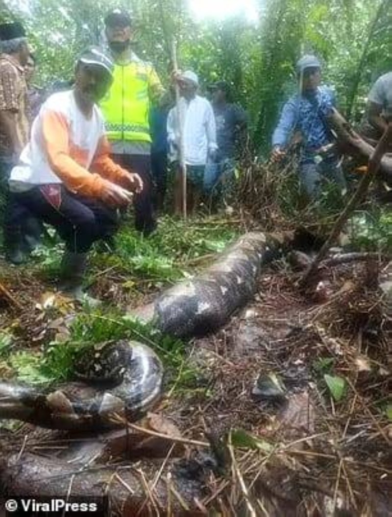 شاهد: العثور على ثعبان ضخم منتفخ في غابة بإندونيسيا .. وعند شقه نصفين كانت المفاجأة!