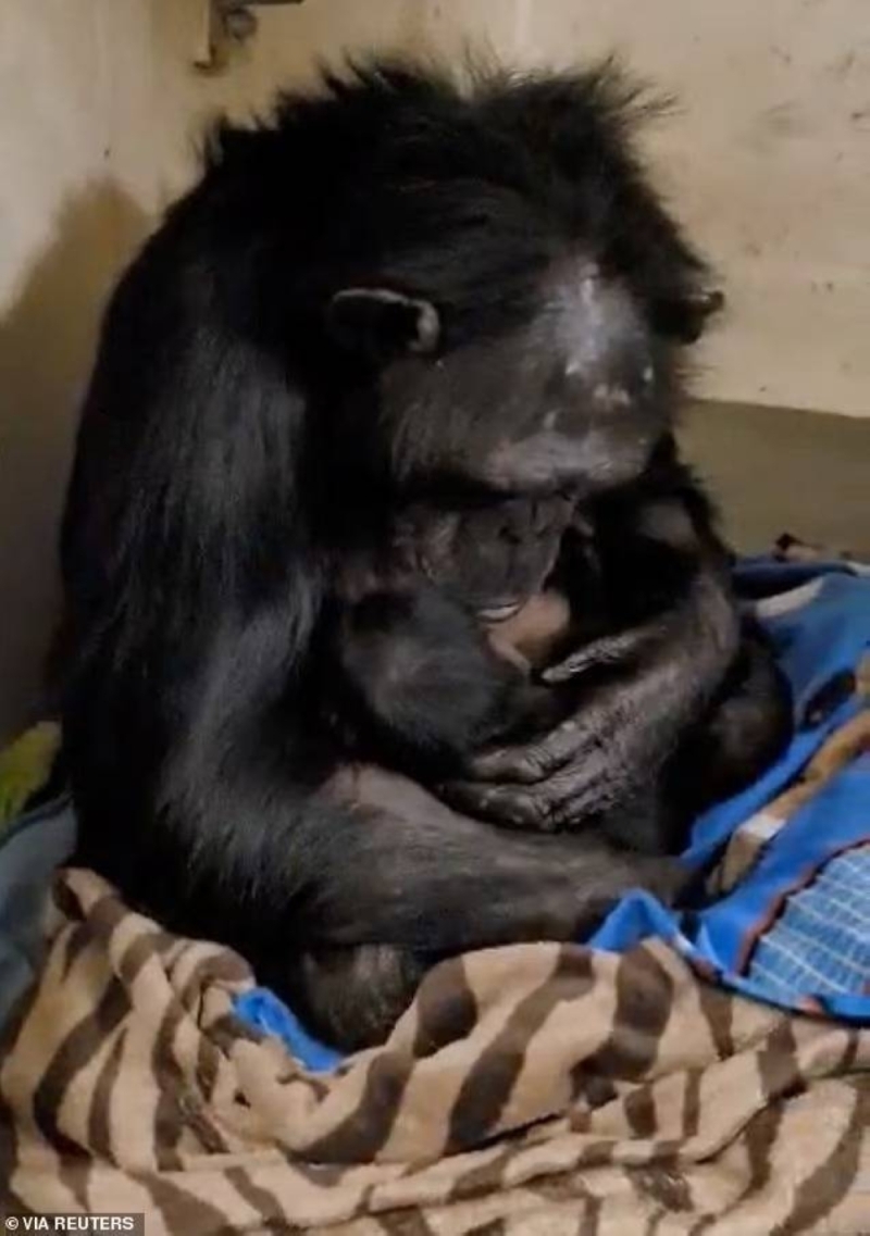شاهد.. ردة فعل أنثى " الشمبانزي" عند إعادة مولودها بعد غيابه يومين عنها
