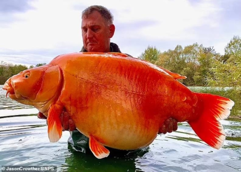 شاهد: اصطياد أكبر سمكة ذهبية في العالم .. ومفاجأة بشأن عمرها ووزنها