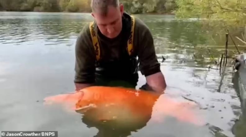 شاهد: اصطياد أكبر سمكة ذهبية في العالم .. ومفاجأة بشأن عمرها ووزنها