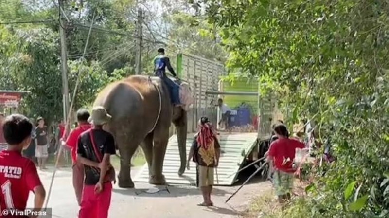 شاهد.. سقوط فيل ضخم أثناء تعرضه للضرب وإجباره على ركوب شاحنة في تايلاند