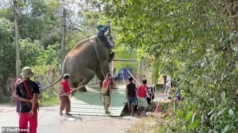 شاهد.. سقوط فيل ضخم أثناء تعرضه للضرب وإجباره على ركوب شاحنة في تايلاند