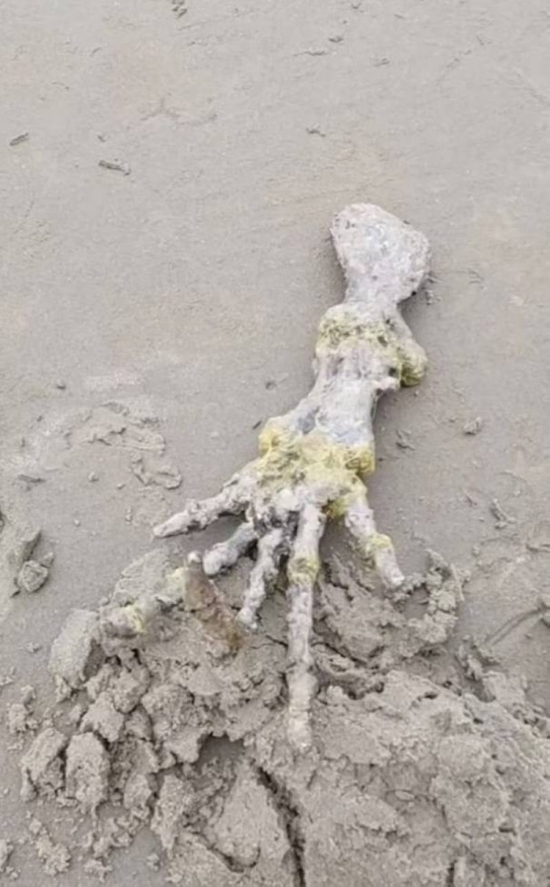 شاهد: العثور على يد عظمية غريبة بـ 5 أصابع على شاطئ في البرازيل.. وعالم أحياء يكشف مفاجأة