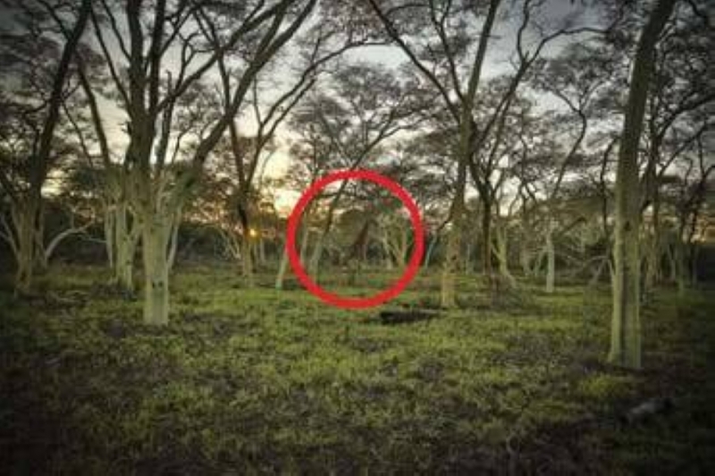 اختبر قوة بصرك.. هل يمكنك العثور على الزرافة المختبئة بين الأشجار خلال 7 ثوان فقط؟