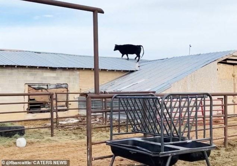 شاهد.. أغرب فيديو لبقرة تسير أعلى سطح حظيرة في ولاية يوتا الأمريكية