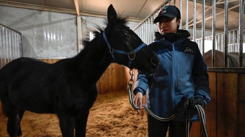 شاهد: الصين تكشف عن استنساخ أول "حصان" من سلالة نادرة مستورد من ألمانيا