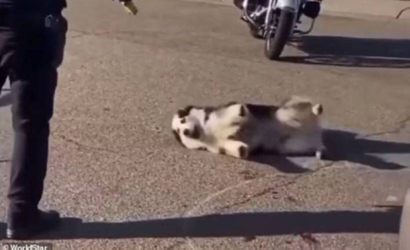 بالفيديو|| ضباط شرطة أمريكيون ينهون حياة كلب بطريقة غير اعتيادية
