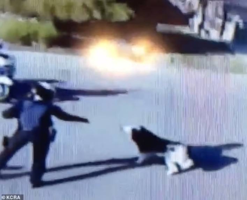 شاهد: عناصر من الشرطة الأمريكية يصعقون كلب حراسة بالكهرباء حتى الموت