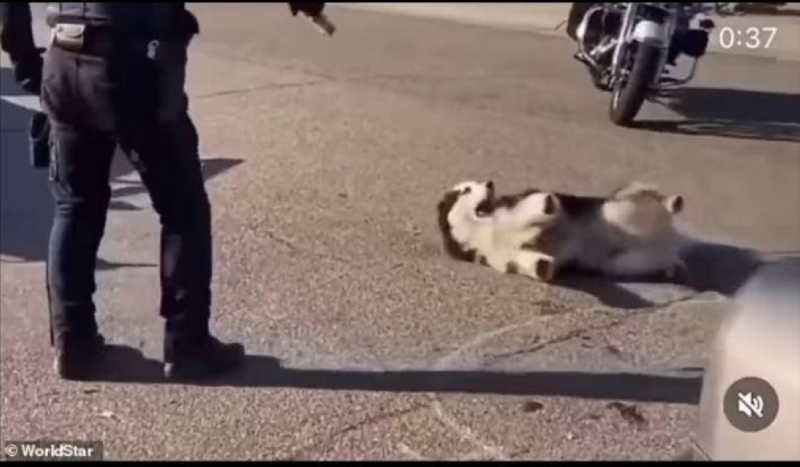 شاهد: عناصر من الشرطة الأمريكية يصعقون كلب حراسة بالكهرباء حتى الموت