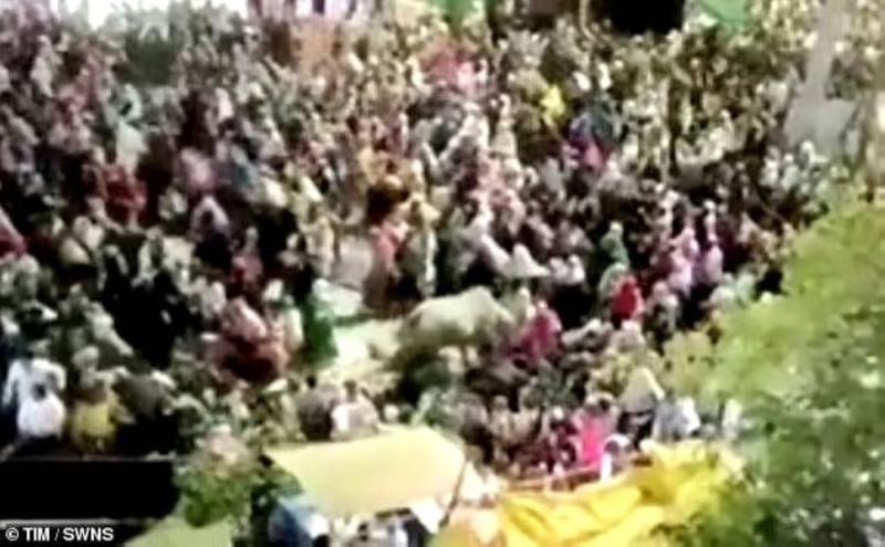 شاهد.. ثور ضخم يقتحم حشد شعبي أثناء تجمع ديني في الهند