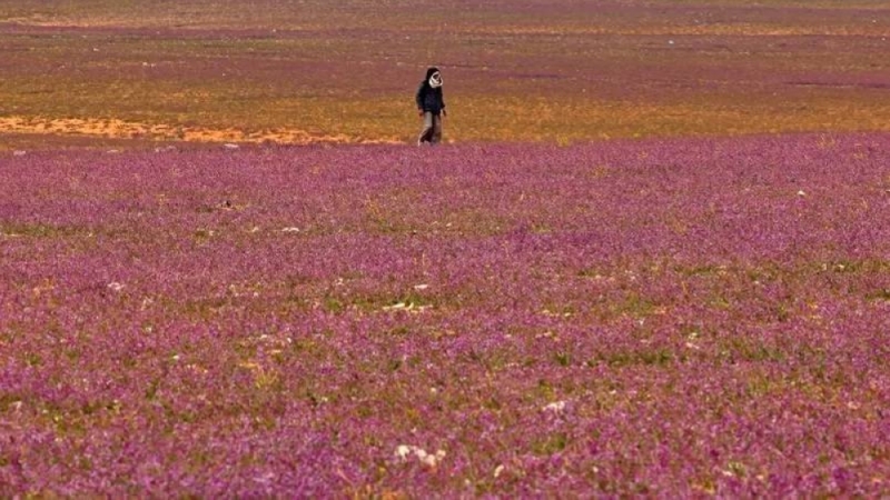 شاهد: صحراء أرض رفحاء تتحول إلى اللون الأرجواني بعد تفتح أزهار الخزامى