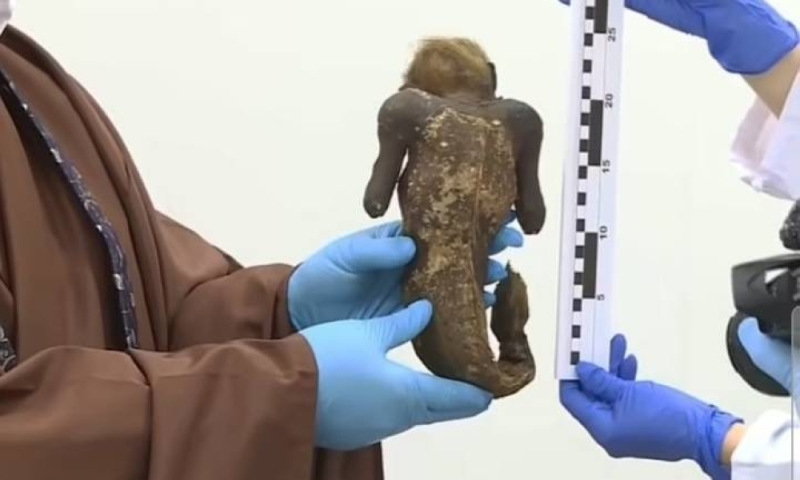 حقيقة "مومياء حورية البحر"  التي عثر عليها قبل 300 عام في المحيط الهادئ