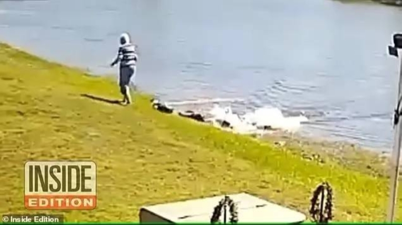 شاهد: تمساح يهاجم امرأة مسنة قبل لحظات من سحبها والتهامها وسط البحيرة