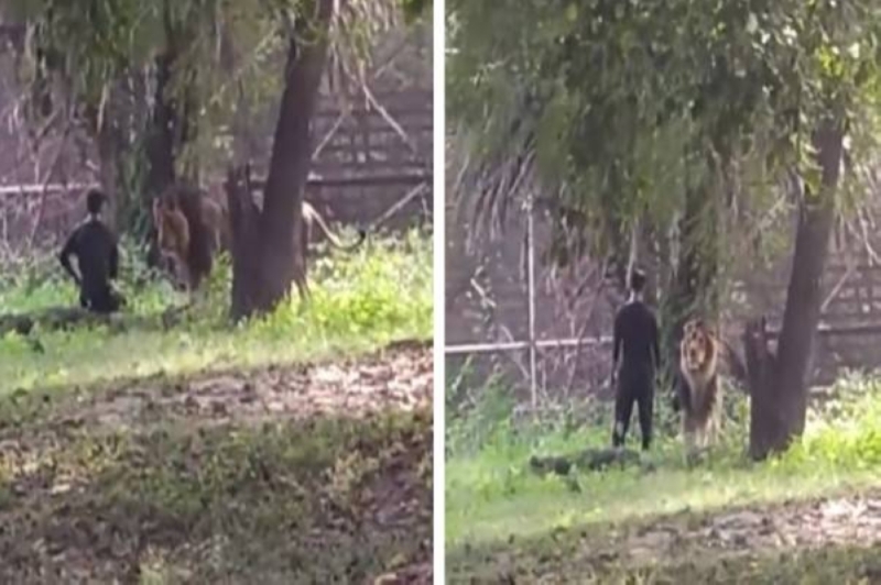 شاهد: شاب يقتحم عرين أسد داخل حديقة حيوان ويقوم بتصرفات غريبة أمامه!