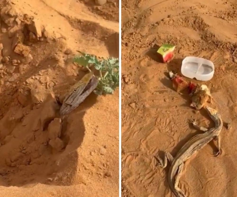 شاهد : لحظة إنقاذ  "ورل"  بعد أن دفنته الرمال وكاد أن يموت من الجوع والعطش