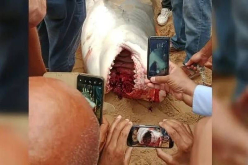 عالم أحياء يكشف مفاجأة غير متوقعة بشأن سمكة القرش التي  افترست السائح الروسي في أحد شواطئ الغردقة