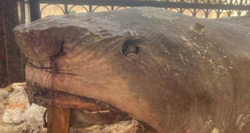 شاهد: أول صور لسمكة القرش التي التهمت السائح الروسي بعد تحنيطها