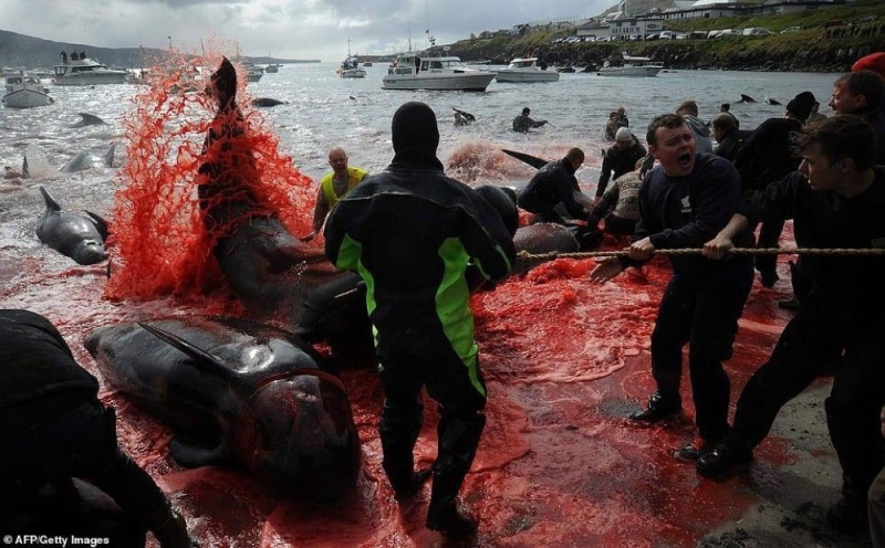 شاهد.. ذبح 250 حوت ودولفين في جزيرة بالدنمارك وتحول مياه البحر إلى بركة دماء .. والكشف عن السبب