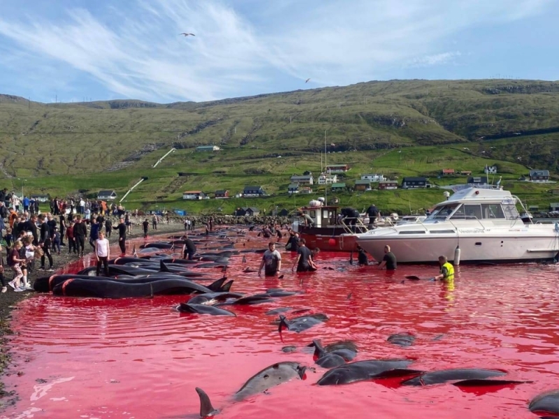 شاهد.. ذبح 250 حوت ودولفين في جزيرة بالدنمارك وتحول مياه البحر إلى بركة دماء .. والكشف عن السبب